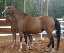 luxesporthorses.com Linario