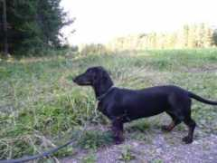 hopsasaskennel.se Linas