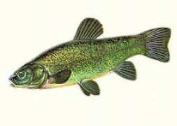 bio.edu.ee Linask