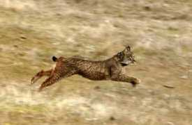 hoy.es Linces