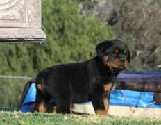 vonderobersten.com Lincey