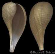 gastropods.com Lindae