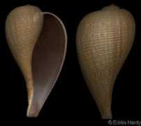 gastropods.com Lindae