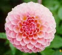 dahlias.net Lindamary
