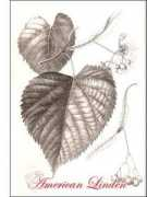 plantguide.org Linden