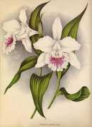 sobralia.autrevie.com Lindeni