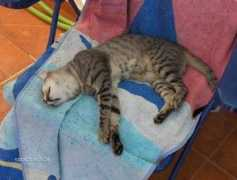 vivapets.com Lindinha