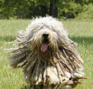 rarebreed.com Lindoro