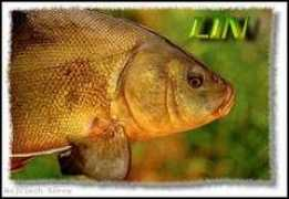 Linem