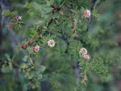 efloras.org Lingdi