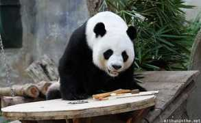 mithunonthe.net Linhui