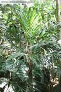 rarepalmseeds.com Linmin