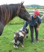 kerbeck-fell-ponies.co.uk Linnel