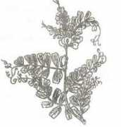 scrigroup.com Lintea