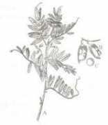 scrigroup.com Lintea