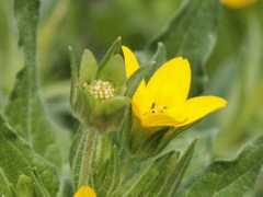 botanic.jp Lintex