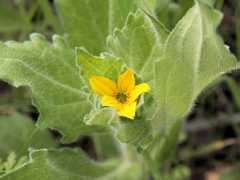 botanic.jp Lintex