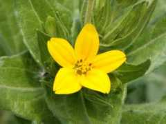 botanic.jp Lintex