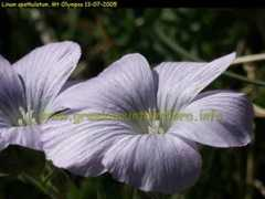 Linum
