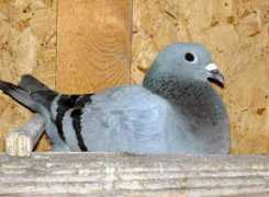 gotbirdsonline.com Linzee