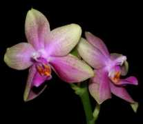 orchideenhobby.at Liodoro