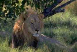 kalaharirr.tripod.com Lionart