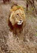 felid.org Lionart