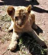 cosmovisions.com Lionceau