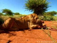 dinosoria.com Lionceau