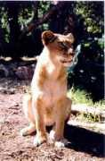 shakesbeare.com Lioness