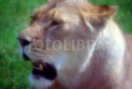 fotolibra.com Lioness