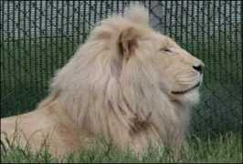 oocities.org Lionl