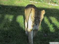 photos-depot.com Lionne