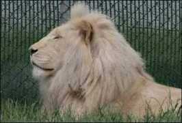 Lionr