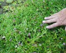 fichas.infojardin.com Lipia
