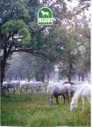 .arnes.si Lipica
