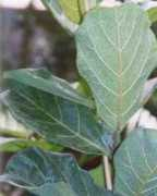 fichas.infojardin.com Lirado
