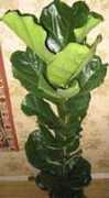 fichas.infojardin.com Lirado