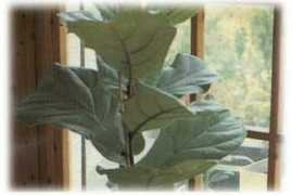 giorgigarden.it Lirato