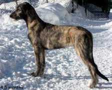 irishwolfhound.ru Lirika