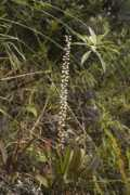 orchidspecies.com Lirion