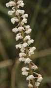 orchidspecies.com Lirion