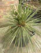 succulent-plant.com Lirion