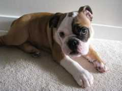 bulldogbreeds.com Lisabella