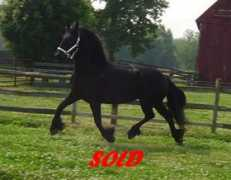 taneyplacefriesians.com Lisabeth