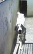 hundshuus.de Lisaro