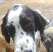 hundshuus.de Lisaro