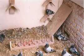 siegelpigeons.com Lismont