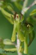 Listera