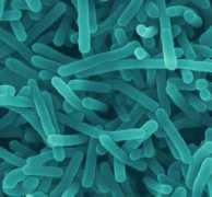 marlerblog.com Listeria